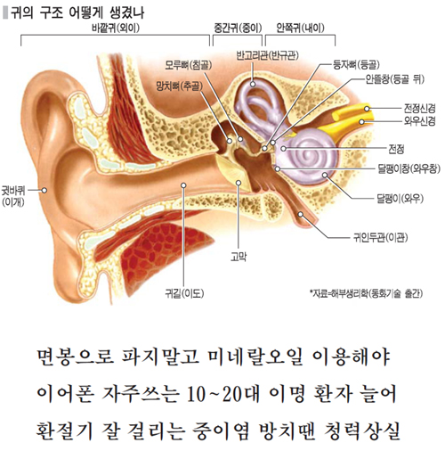 갑상선 해부학 및 생리학