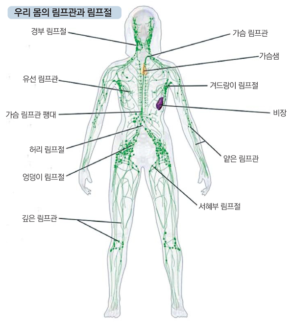 인간의 혈관계