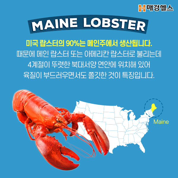카드뉴스] 바다의 제왕 '랍스터'가 불로장생의 열쇠? < 건강365 < 기사본문 - 매경헬스