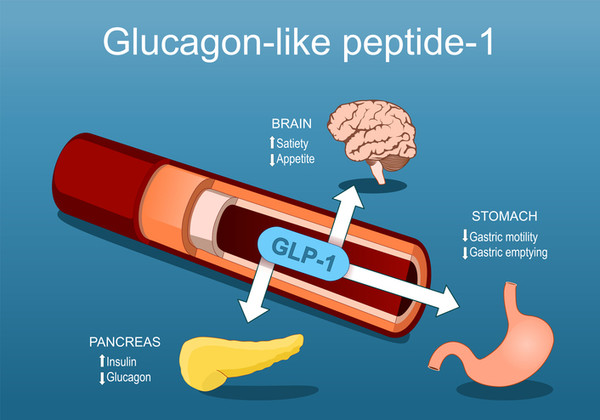 glp-1 기전 GLP-1, 효과적인 당뇨병 치료제