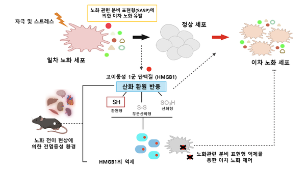 노화도 암처럼 전이…세포 하나가 몸 전체 늙게 해