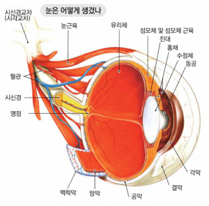 노안엔 눈 운동·뇌 훈련이 藥