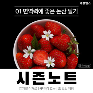 봄철 면역력에 좋은 논산 딸기